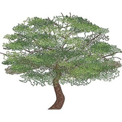 Matriz De Bordado árvore Realista 1