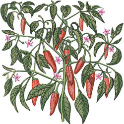 Embroidery Design Peppercorn