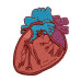 Coração  Cardiologia área Médica