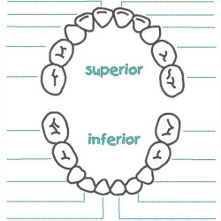 Embroidery Design Teeth Child